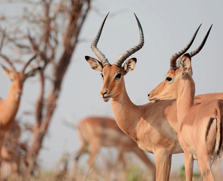 Safari Travel Insurance Guide