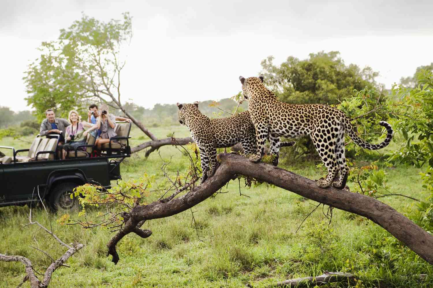 How to Budget for a 21-Day Safari