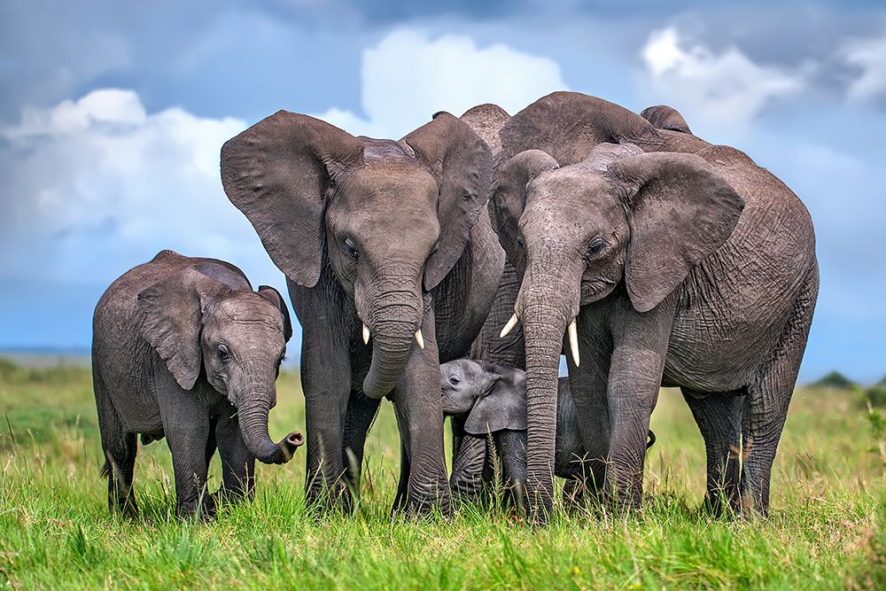 Best International Airlines for Safari Travel