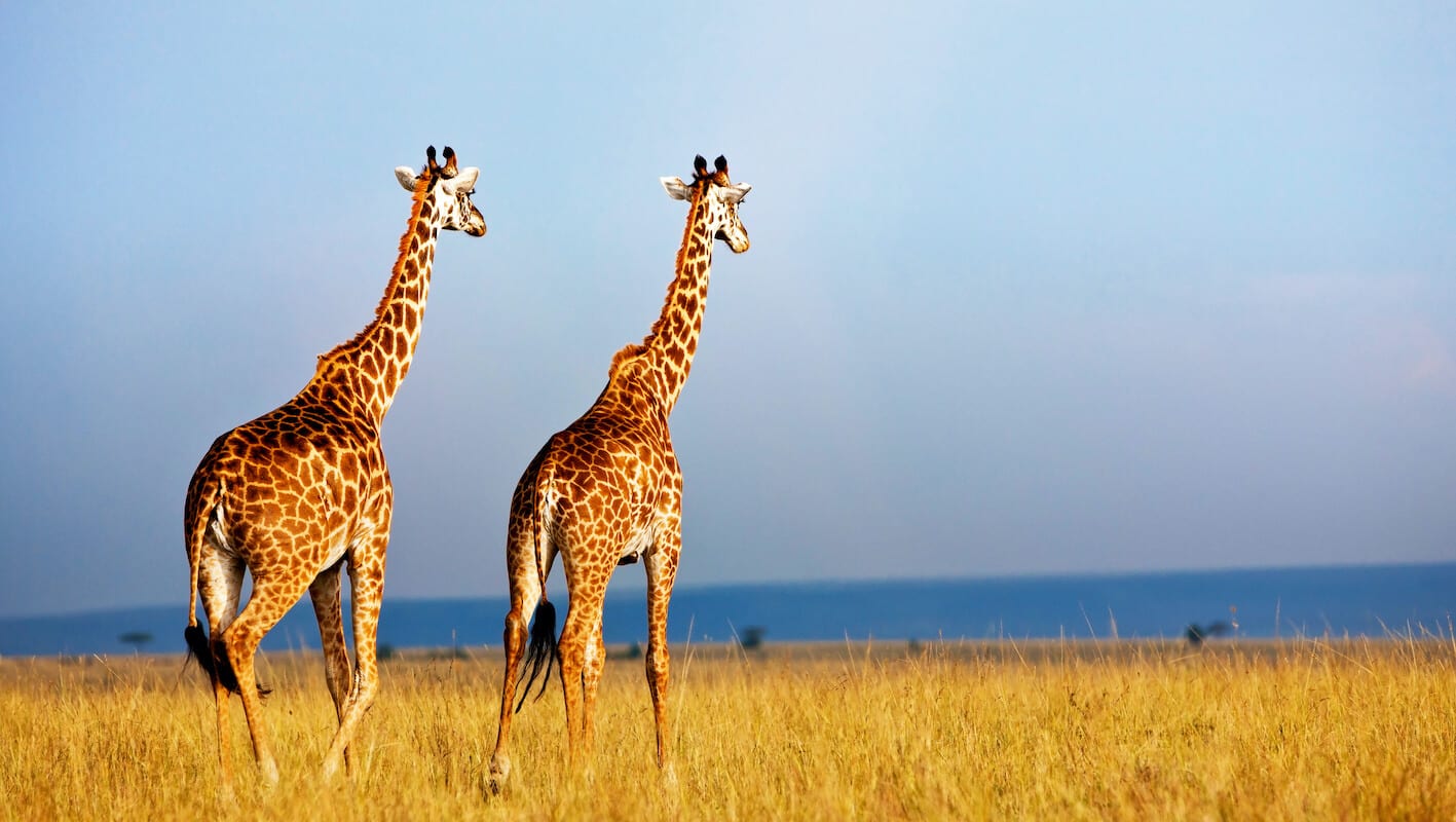 Safari Photography Equipment Guide