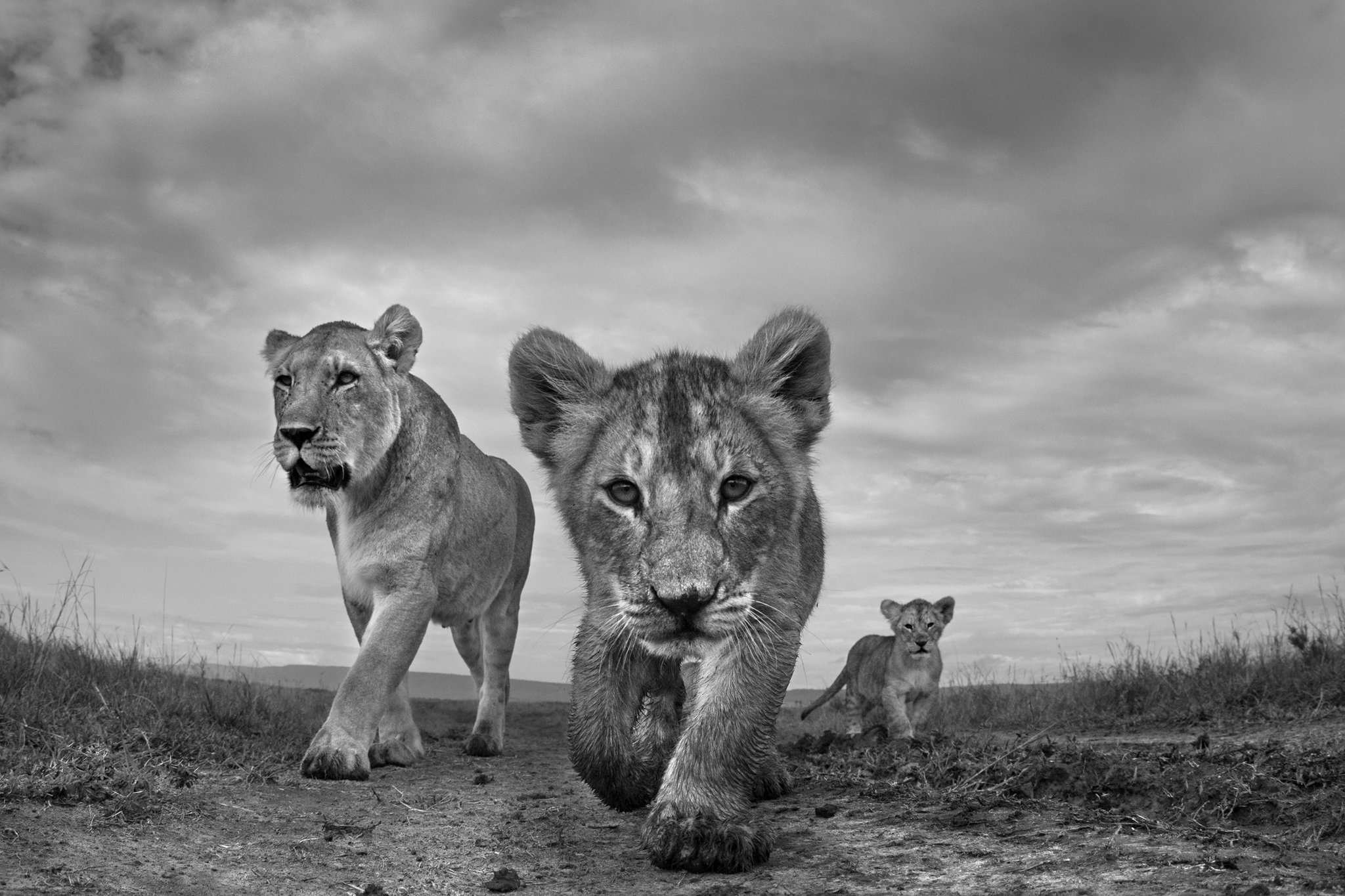 Safari Advisor vs Travel Agent – Key Differences