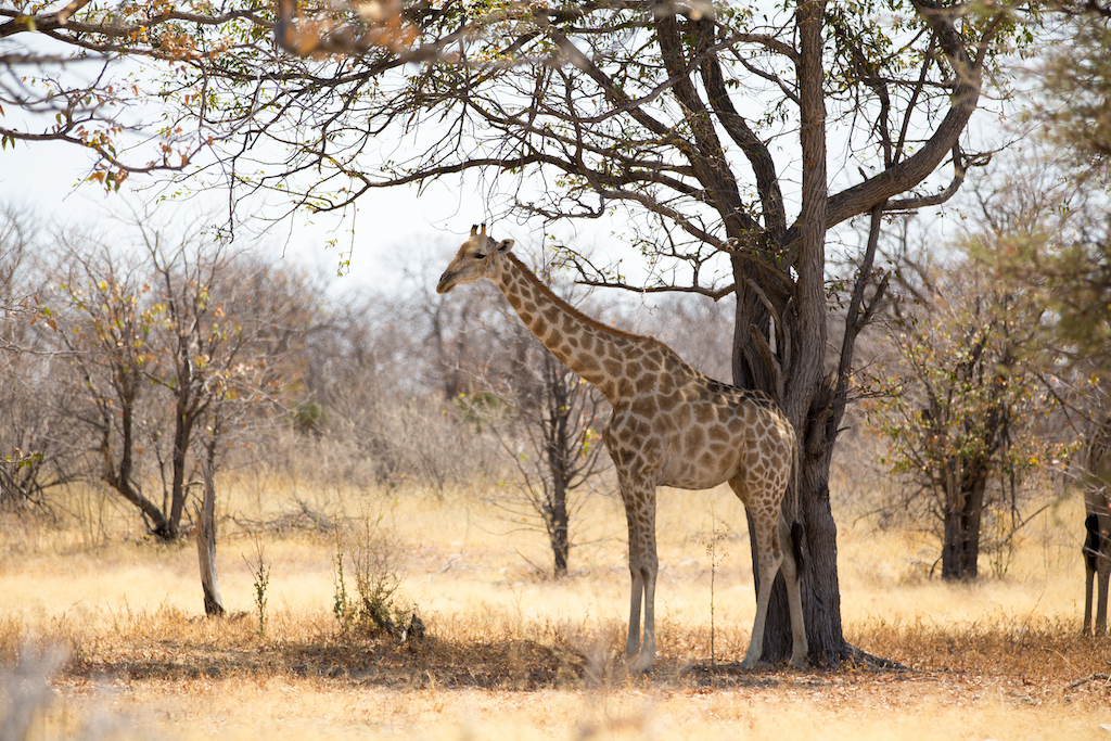 Safari With Kids Guide