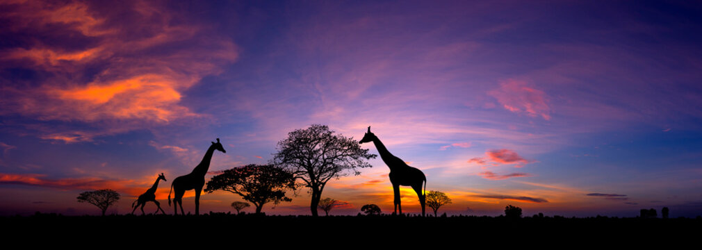 Complete Safari Guide to Uganda