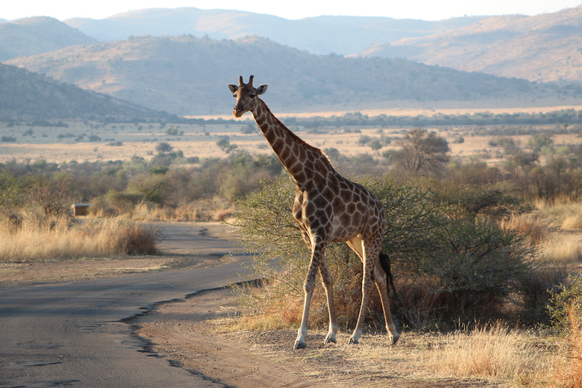 Safari Safety for Children