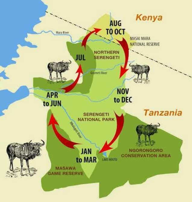 How to Plan a Safari for Savanna Grasslands