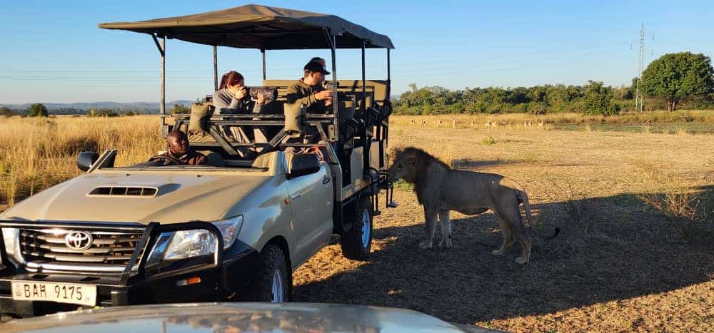 How a Safari Advisor Helps With Travel Insurance