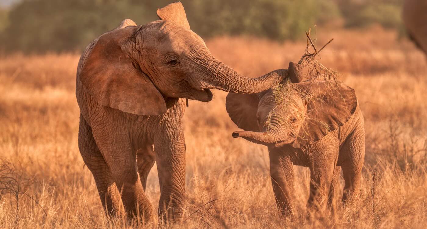 How to Plan a Safari That Supports Conservation