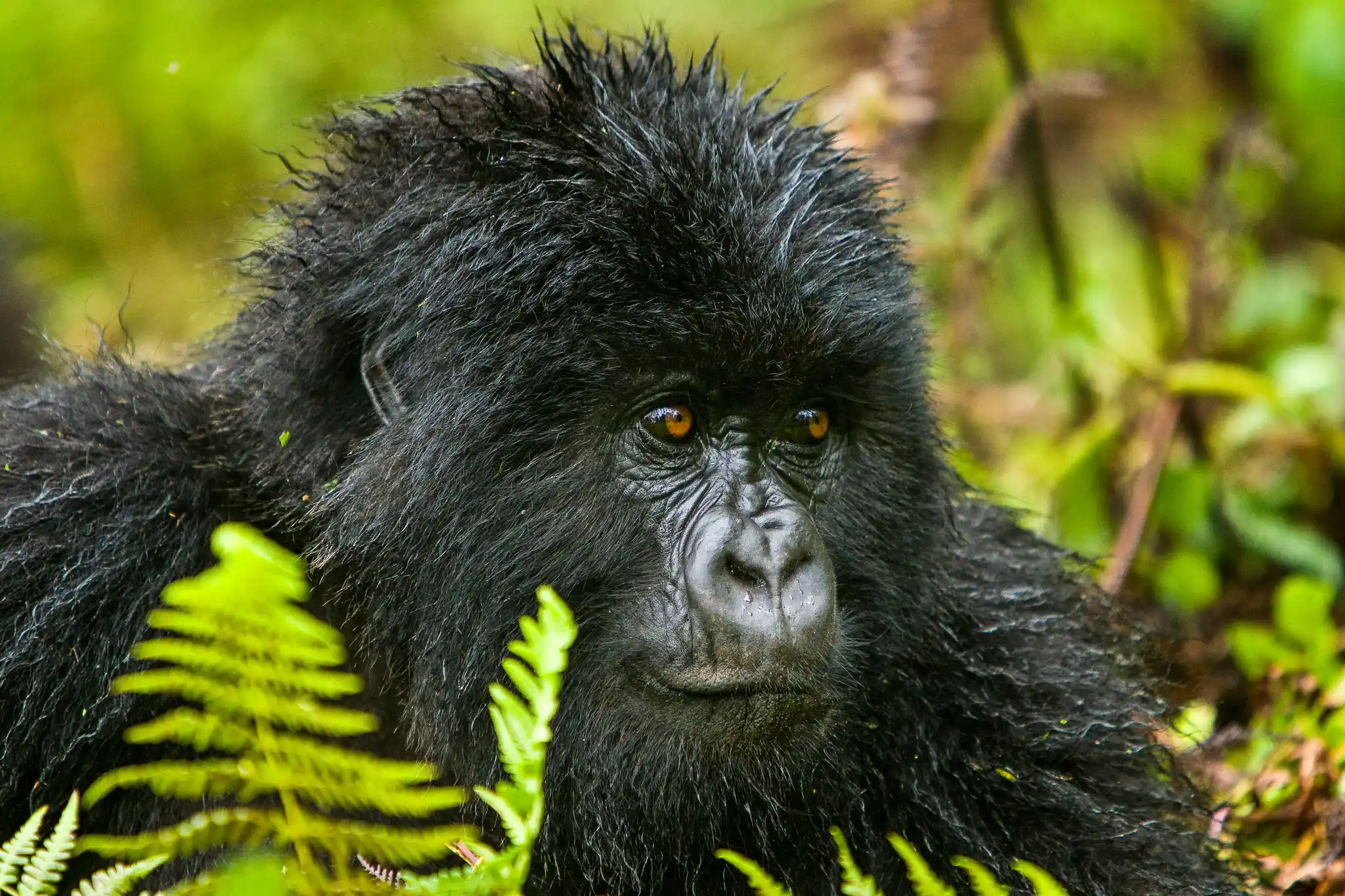 Serengeti vs Masai Mara – Which Is Better for Safari
